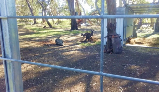 lions-park